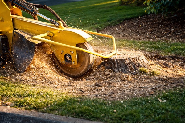 Stump Grinding and Removal