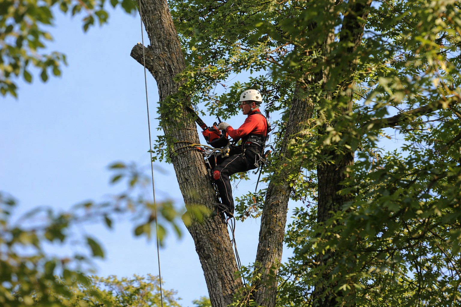 Tree Felling and Removal