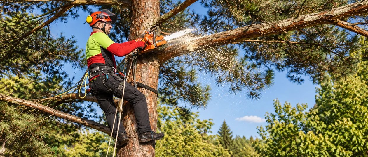 Professional tree pruning in Batemans Bay
