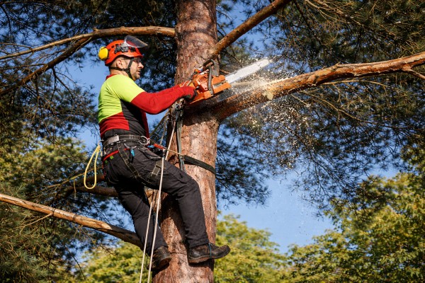 Tree Pruning